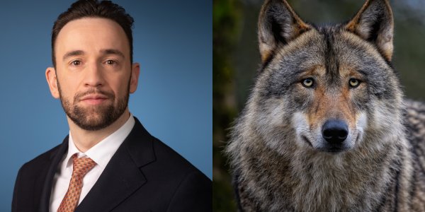 Foto: Nieuwe plannen: kabinet wil wolf 'afschrikken en sneller ingrijpen'