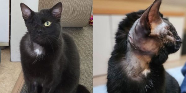 Foto: Na twee kogels en een zware operatie is er nu eindelijk een thuis voor poes Bambi